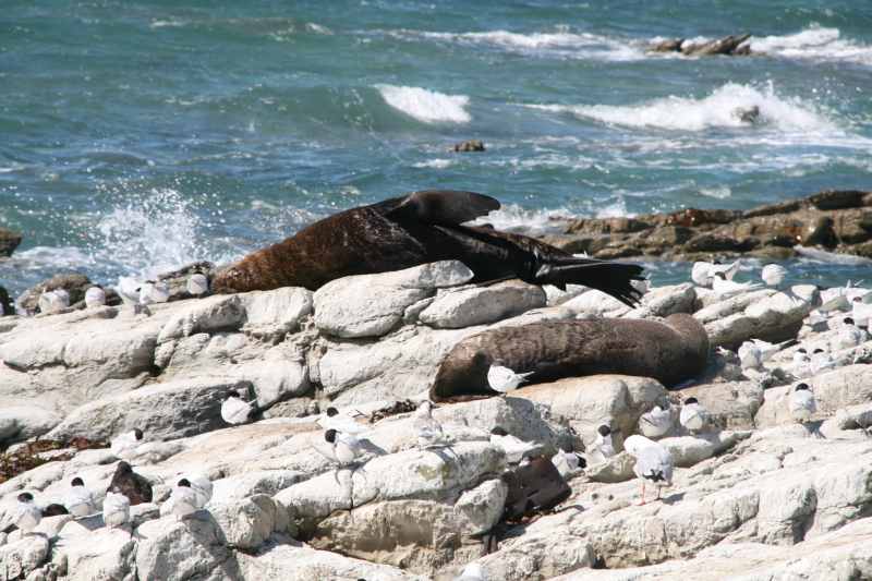 Nieuw-Zeeland 2011 - 1104